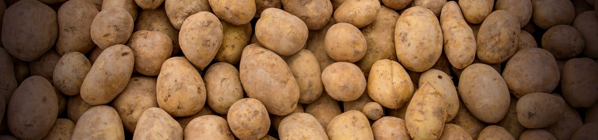 Protéger votre récolte de pommes de terre